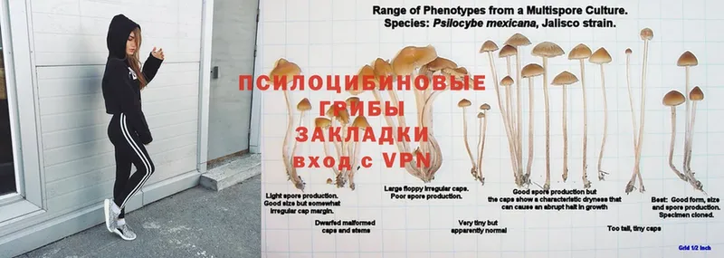 где продают   Кемь  Псилоцибиновые грибы ЛСД 